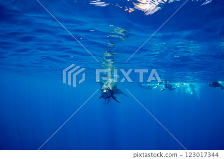 寬吻海豚，東京，小笠原，乂島 123017344