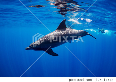 寬吻海豚,東京,小笠原,乂島 寬吻海豚,東京,小笠原,乂島 123017348