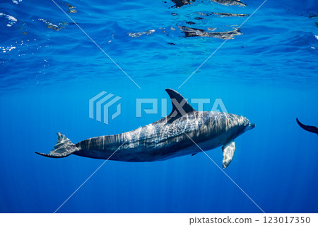 Bottlenose dolphins, Yomejima, Ogasawara, Tokyo 123017350