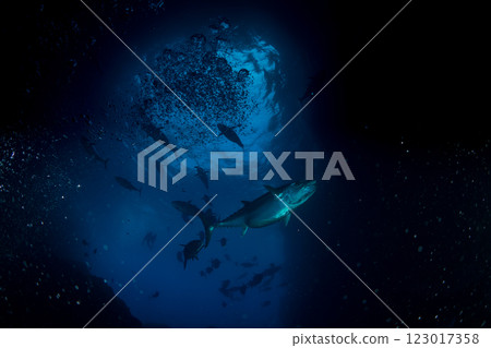 Dogtooth tuna at Maguroanae, Ogasawara, Tokyo 123017358