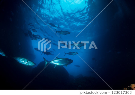 東京小笠原鲉穴的狗牙鮪魚 123017363