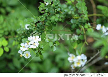 初夏森林中盛開的白色野薔薇花 123017378