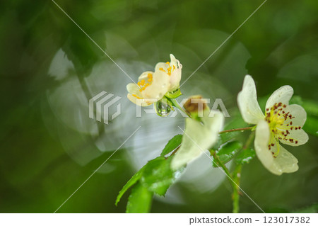 White wild briar flowers blooming in the early summer forest 123017382