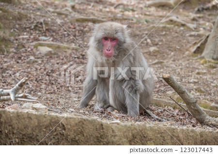 Japanese macaque Arashiyama Monkey Park Iwatayama Japanese macaque Arashiyama Monkey Park Iwatayama 123017443