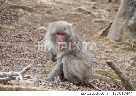 Japanese macaque Arashiyama Monkey Park Iwatayama Japanese macaque Arashiyama Monkey Park Iwatayama 123017444