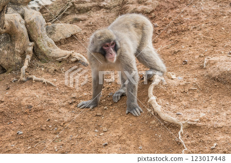 Japanese macaque Arashiyama Monkey Park Iwatayama Japanese macaque Arashiyama Monkey Park Iwatayama 123017448