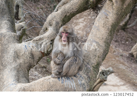 Japanese macaques sitting on a tree, Arashiyama Monkey Park Iwatayama 123017452