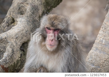 Japanese macaque Arashiyama Monkey Park Iwatayama 123017453