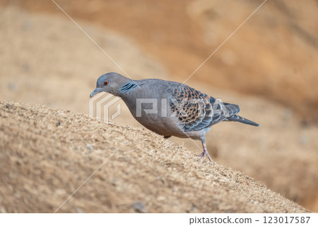 Turtledove  123017587