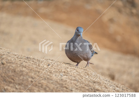 Turtledove  123017588