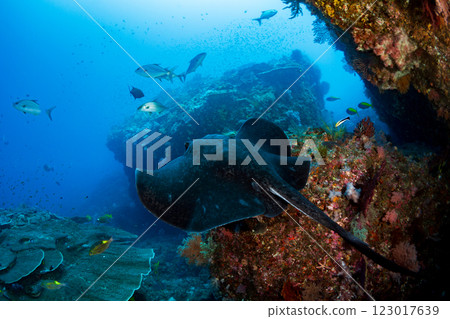 Spotted ray, Ogasawara, Tokyo Spotted ray, Ogasawara, Tokyo 123017639