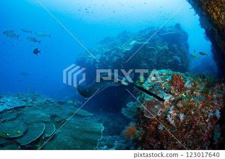 斑鰩,東京小笠原 斑鰩,東京小笠原 123017640