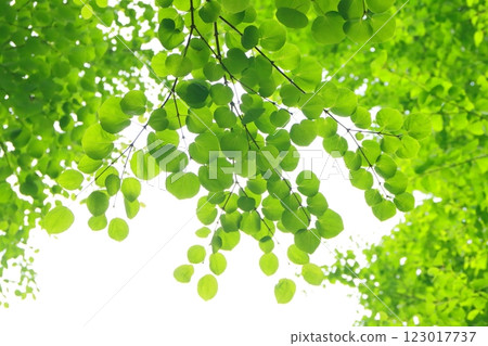 新綠桂花(生態形象) 新綠桂花(生態形象) 123017737