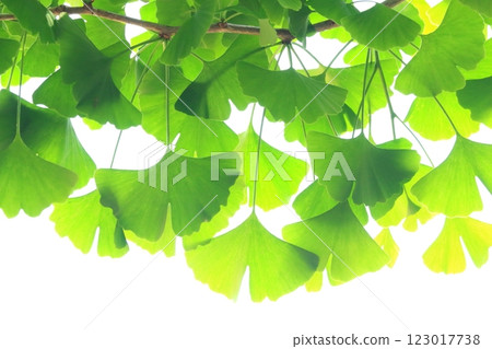 鮮綠的銀杏樹（生態圖） 123017738