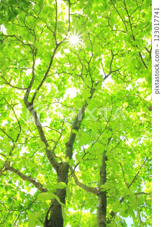 Fresh green magnolia tree (sunlight filtering through the trees, eco-friendly image, vertical composition) 123017741