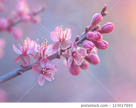 Vibrant magenta redbud blossoms are showcased against soft pastel sky dusk. Dramatic lighting accentuates delicate petals and budding flowers along branch. 123017893