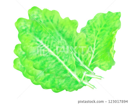 手繪插圖的生菜 手繪插圖的生菜 123017894