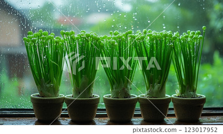 Bright green onion bundles are growing in small ceramic pots on airy windowsill. Sunlight reflecting off water droplets creates lively and fresh indoor garden atmosphere. 123017952