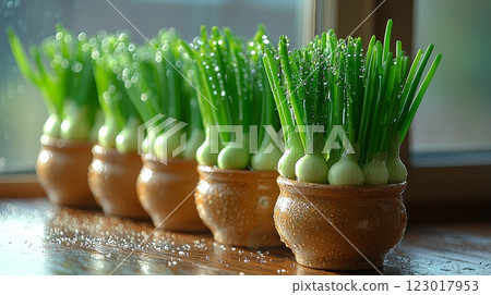 Bright green onion bundles flourish in small ceramic pots along sunny windowsill their leaves glistening droplets of water in lively indoor garden setting. 123017953
