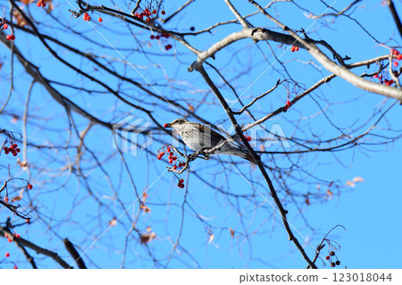 A thrush carrying rowan berries and a blue sky A thrush carrying rowan berries and a blue sky 123018044