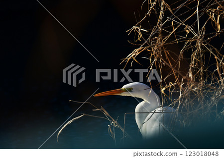 Great Egret Hiding in the Bush Great Egret Hiding in the Bush 123018048