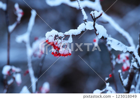 Frozen Rowan Berries in Early Winter Frozen Rowan Berries in Early Winter 123018049