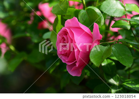 花園裡的粉紅玫瑰 - 安琪拉 123018054