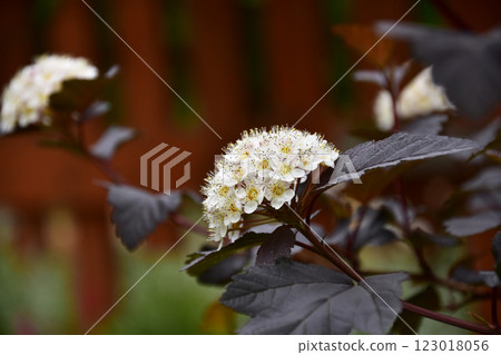 初夏花園裡的莎草花 初夏花園裡的莎草花 123018056