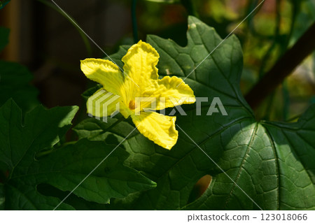 Yellow bitter melon flower 123018066