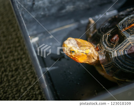 A yellow-margined box turtle basking on its shell A yellow-margined box turtle basking on its shell 123018109