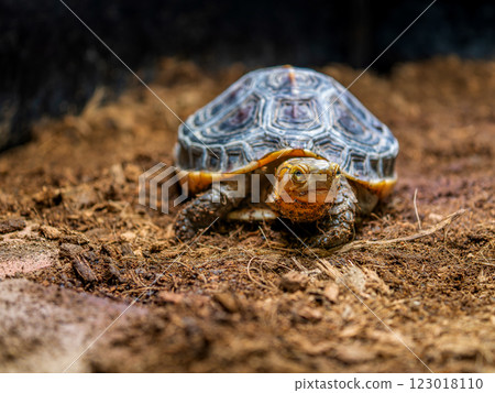 Walking Yellow-margined Box Turtle Walking Yellow-margined Box Turtle 123018110