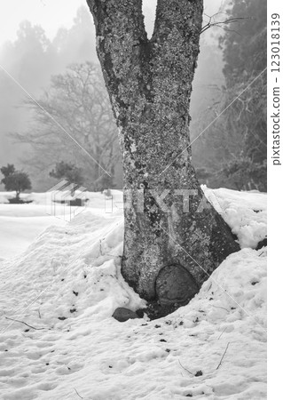 Ichijodani Asakura Clan Ruins shrouded in morning mist Ichijodani Asakura Clan Ruins shrouded in morning mist 123018139