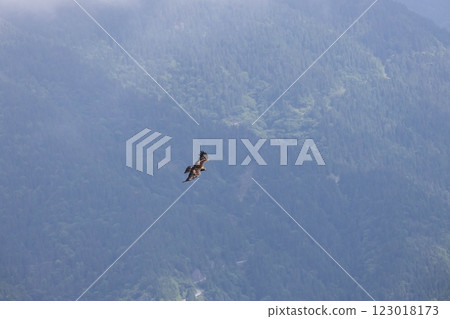 Golden eagles flying below 123018173
