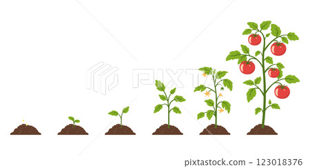 Tomato Growth Stages Vector Illustration. Flat Cartoon Showing Tomato Growth From Seed, Germination, Sprouting, Flowering to Mature Plant with Ripe Fruits. Design Template for Education, Gardening Tomato Growth Stages Vector Illustration. Flat Cartoon Showing Tomato Growth From Seed, Germination, Sprouting, Flowering to Mature Plant with Ripe Fruits. Design Template for Education, Gardening 123018376