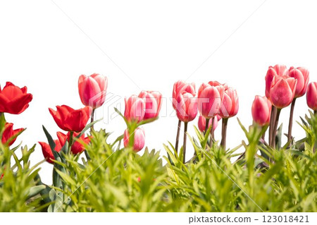 3月至4月的春季花朵(紅色鬱金香) 3月至4月的春季花朵(紅色鬱金香) 123018421