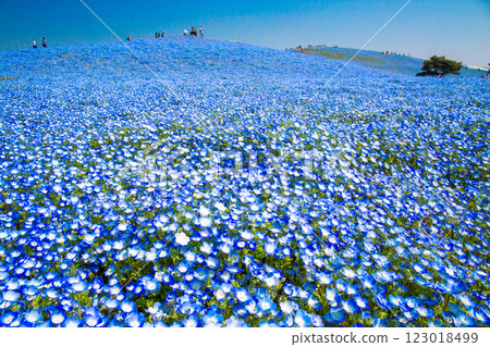 藍天和nemophila 藍天和nemophila 123018499