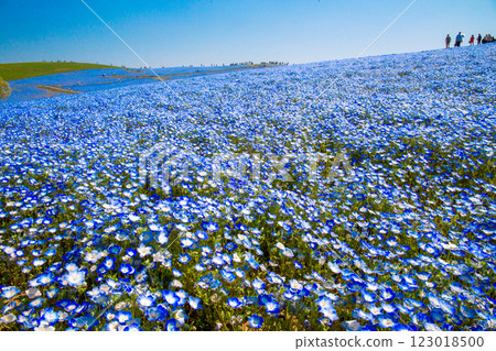 粉蝶花山上的粉蝶花田盛開 123018500