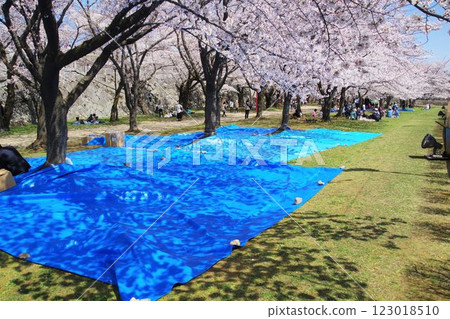 櫻花節：用藍色防水布預留賞櫻地點 123018510