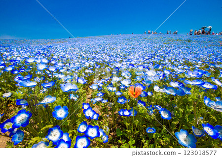 Nemophila and poppies blooming on Nemophila Hill 123018577