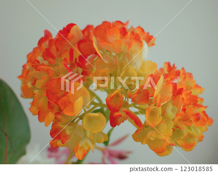 Orange hydrangea Orange hydrangea 123018585