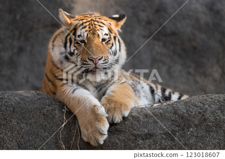 Sleepy tiger cub 123018607