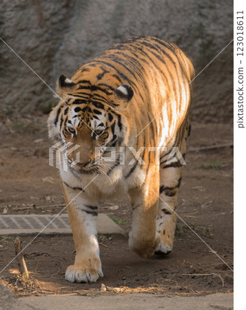 Looming Tiger Looming Tiger 123018611