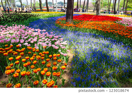 Colorful tulip field 123018674