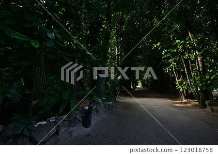 備瀨福木街道景觀 123018758