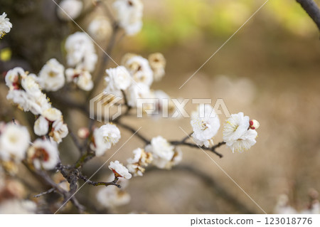 雙冬至 白梅 梅林 春季花卉 素材 雙冬至 白梅 梅林 春季花卉 素材 123018776