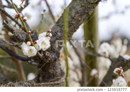 Double Winter Solstice White Plum Blossoms Plum Grove Spring Flowers Material 123018777