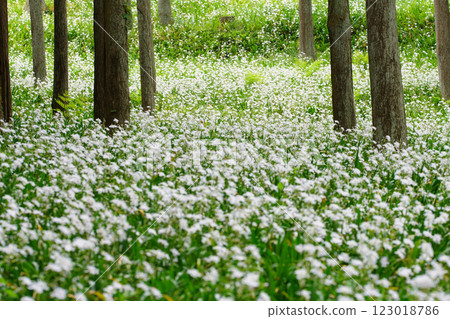 Flowers of Shaga 123018786