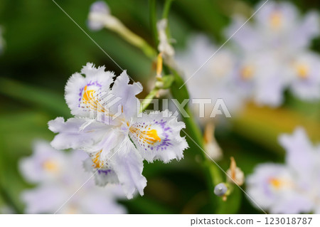 Flowers of Shaga Flowers of Shaga 123018787