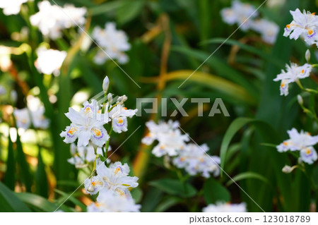 Shaga的花朵 Shaga的花朵 123018789