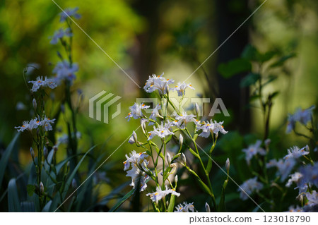Shaga的花朵 123018790